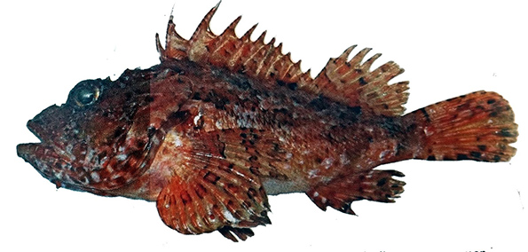 Scorpaena scrofa_08.jpg